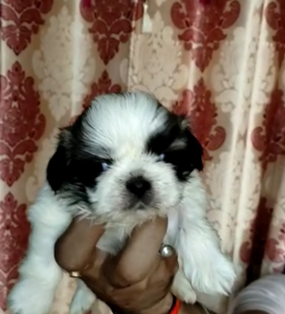 Shih Tzu